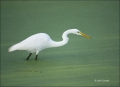 Florida;Great-Egret;Egret;Southeast-USA;Ardea-alba;one-animal;close-up;color-ima